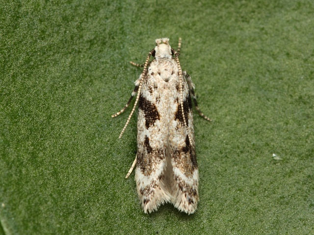 Makadlovka Caryocolum blandella