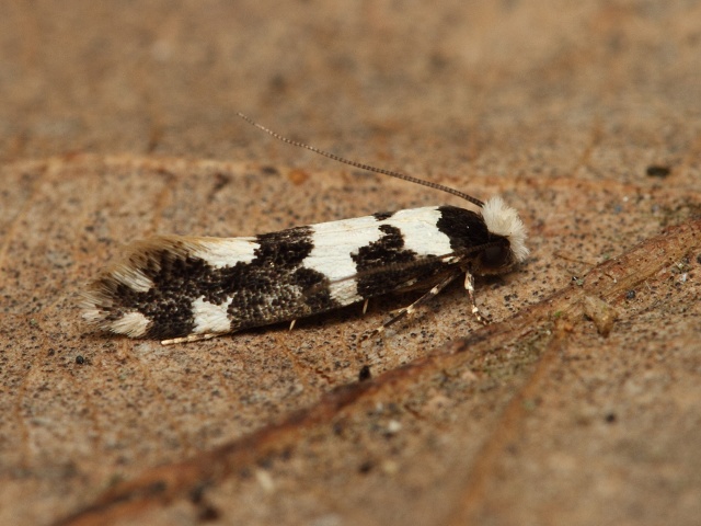 Mol Neurothaumasia ankerella