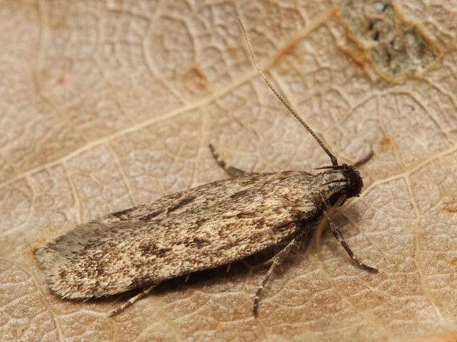 Makadlovka Gelechia rhombelliformis
