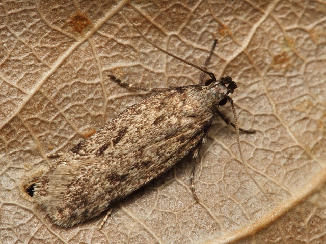 Makadlovka Gelechia rhombelliformis
