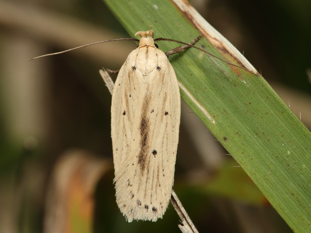 Plochu�ka Agonopterix pallorella