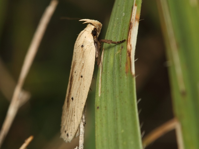 Plochu�ka Agonopterix pallorella