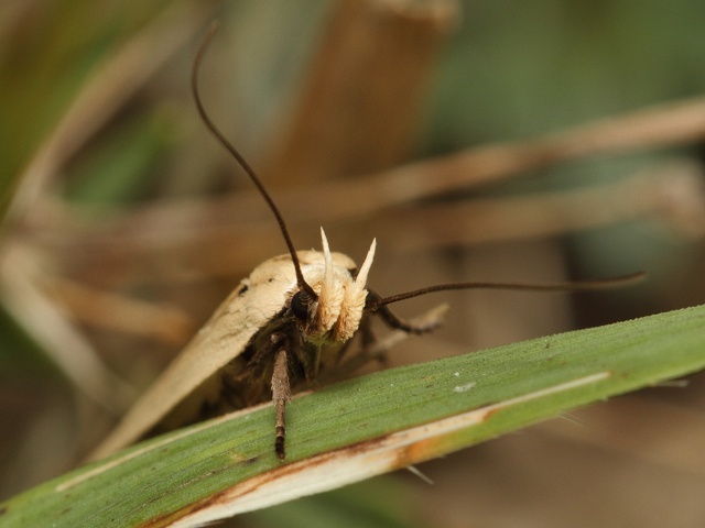 Plochu�ka Agonopterix pallorella