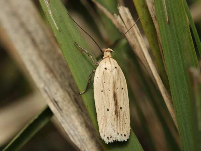 Plochu�ka Agonopterix pallorella