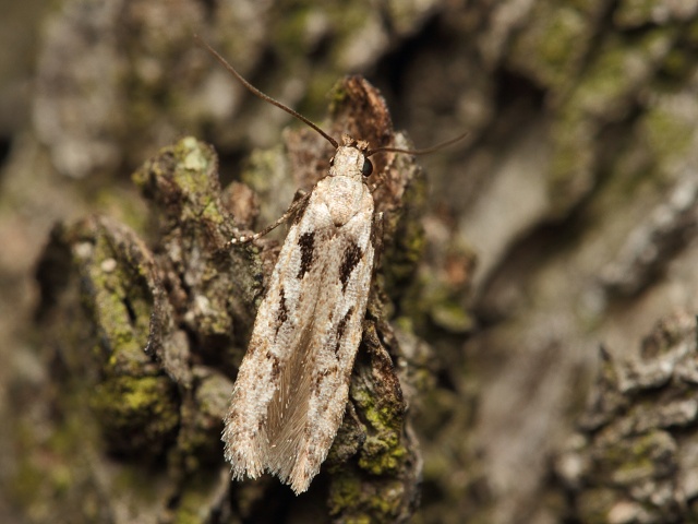 Makadlovka Carpatolechia decorella