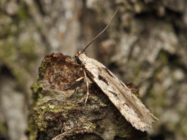Makadlovka Carpatolechia decorella