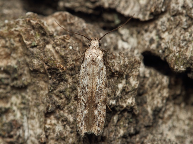 Makadlovka Carpatolechia decorella