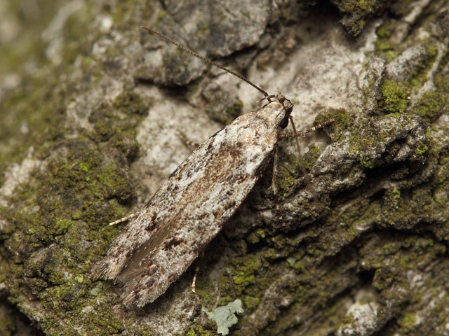 Makadlovka Carpatolechia decorella
