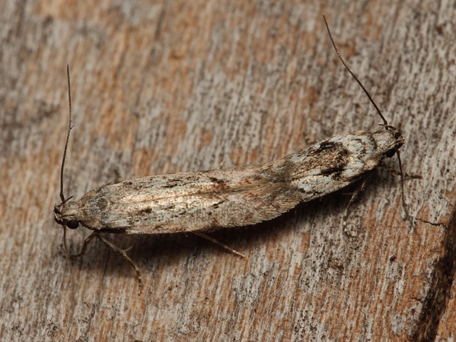 Makadlovka Carpatolechia decorella