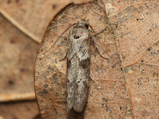 Drsnoh�betka Blastobasis sp.