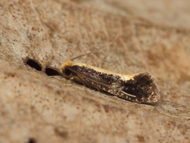 Mol Monopis obviella