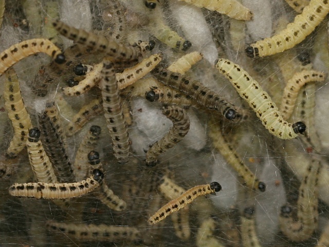 P�edivka Yponomeuta sp. - housenky