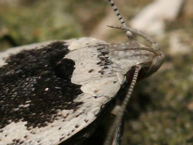 Makadlovka Anacampsis blattariella
