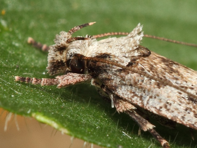 Plochu�ka Depressaria floridella