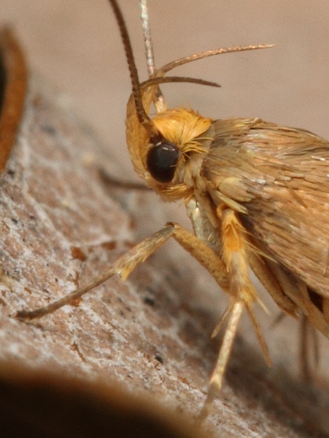 Kr�sn�nka Crassa unitella