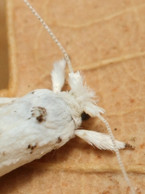 P�edivka Niphonympha dealbatella