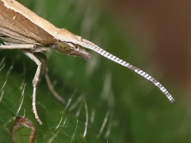 Zápředníček polní