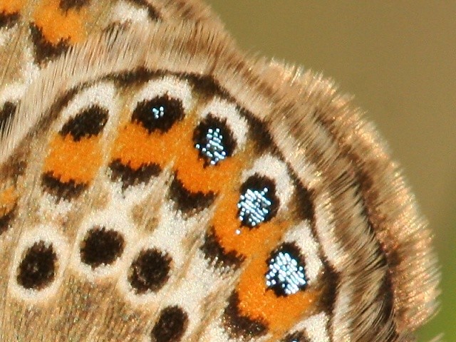 Modr�sek �ernolem� - detail