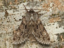 B�loskvrnka jarn� Brachionycha nubeculosa, �umava, Soumarsk� most, b�ezen 2024