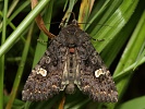 M�ra �ern� Melanchra persicariae (kliko��rnice ble�n�kov�)