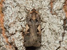 osenice �ern� C Xestia c-nigrum