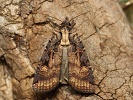 osenice ji�n� Opigena polygona