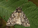 osenice mramorovan� Xestia speciosa