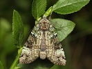 osenice hajn� Anaplectoides prasina