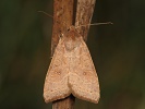 Zlatok��dlec topolov� Cirrhia ocellaris, Hlohovec, ��jen 2025