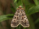 osenice mnohoskvrnn� Chersotis multangula