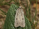 osenice bodl�kov� Dichagyris candelisequa