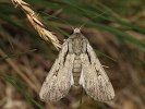 osenice bodl�kov� Dichagyris candelisequa