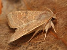 Zlatok��dlec topolov� Cirrhia ocellaris, Polab�, Ti�ice, z��� 2026