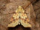 zlatok��dlec vrbov� Cirrhia icteritia