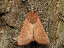 koso��rnice trnkov� Mesogona acetosellae