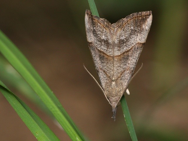 Zobonosec kop�ivov�