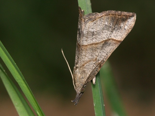 Zobonosec kop�ivov�