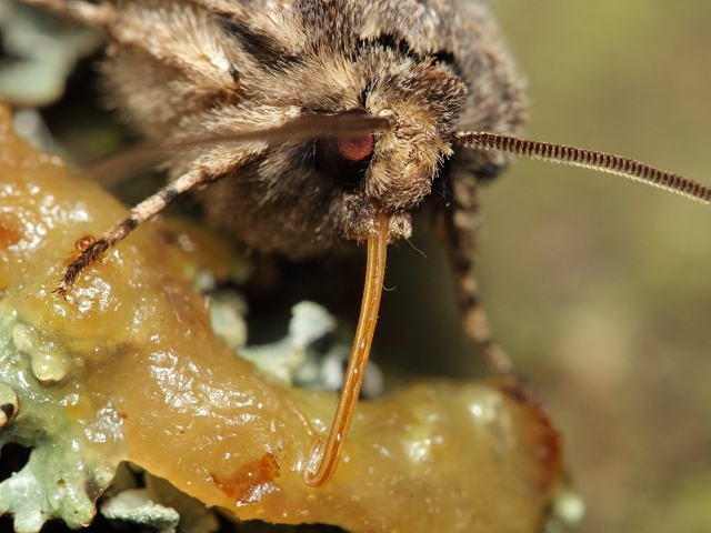 B�loskvrnka hlohov�