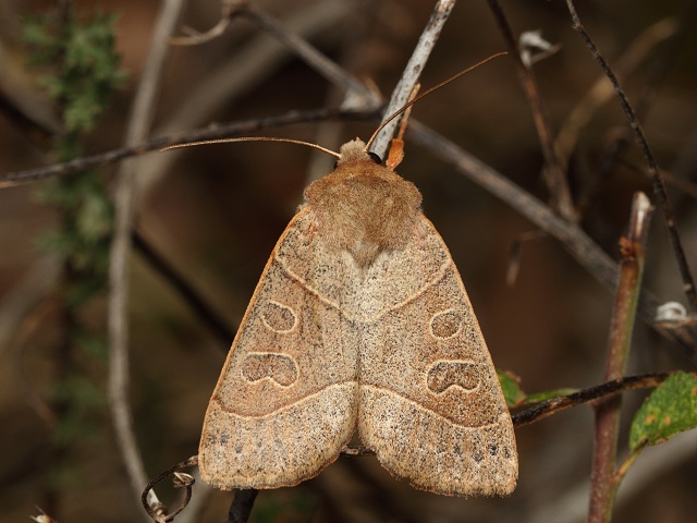 Koso��rnice trnkov�