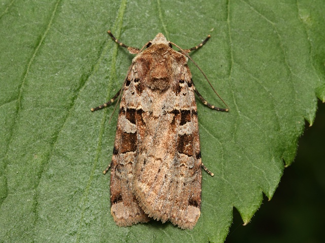 Osenice troj�hl�