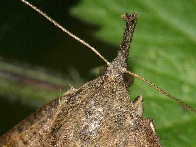 Zobonosec kop�ivov�