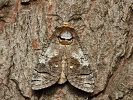 drvople� obecn� Cossus cossus - imago