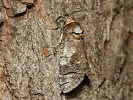 Drvople� obecn� Cossus cossus - samec, Krkono�e, Str�n�, �erven 2019