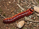 Drvople� obecn� Cossus cossus - housenka, Praha, PR �ance, z��� 2021