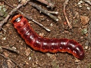 drvople� obecn� Cossus cossus - housenka