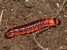 Drvople� obecn� Cossus cossus - housenka, Praha, PR �ance, z��� 2021