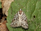 m�rka j�vov� Nycteola degenerana