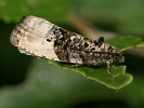 Obale� jablo�ov� Hedya nubiferana, �esk� st�edoho��, Radob�l, kv�ten 2012
