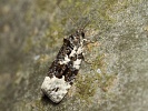 obale� Apotomis turbidana