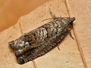 obale� bukvicov� Cydia fagiglandana